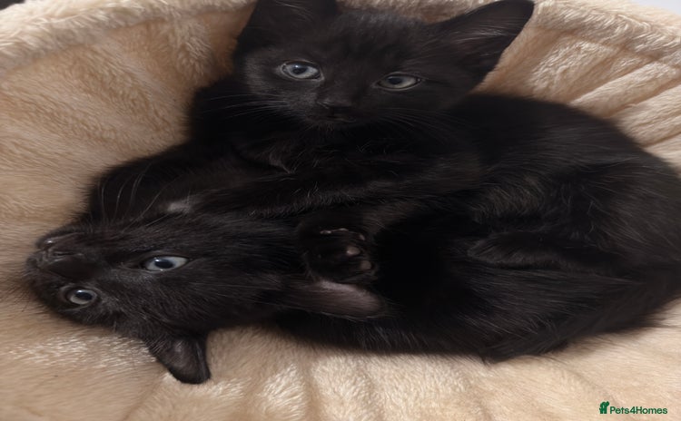 Siamese cats - Advert 3