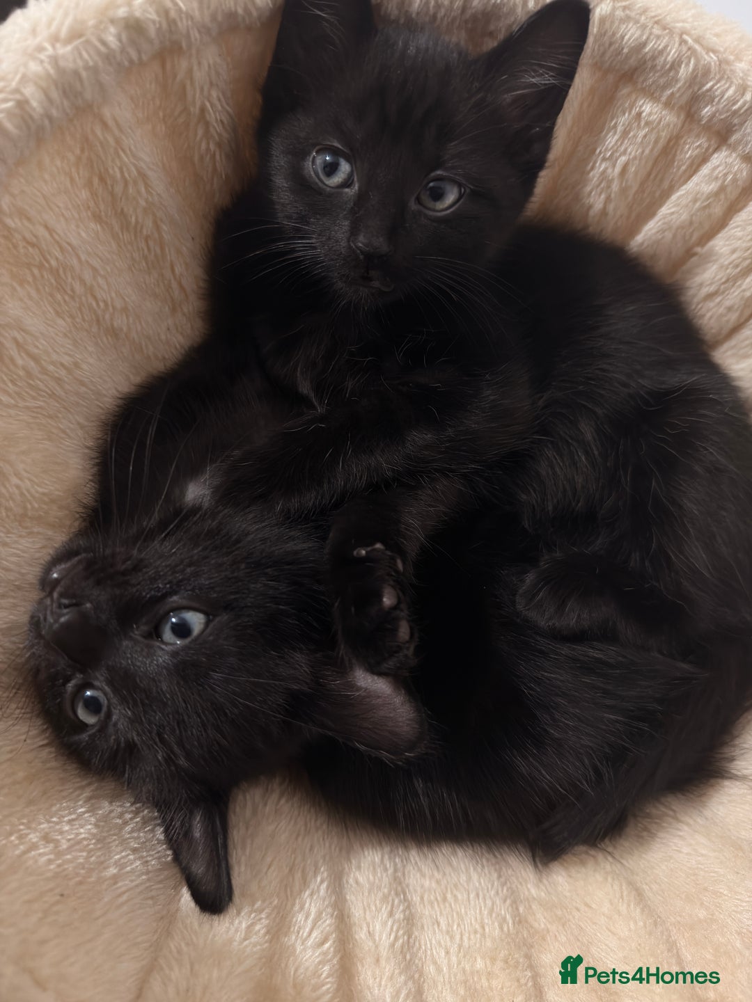 Siamese cats for sale: 🐾Half Siamese kittens for sale🐾 - Image 2