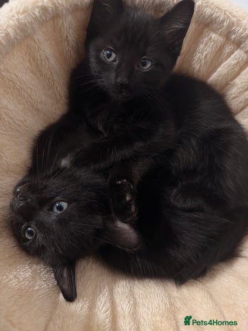 Siamese cats - Advert 3