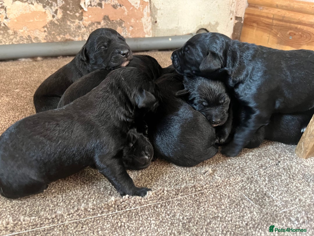 Mixed Breed dogs for sale: 3/4 lab 1/4 collie puppies  in Whitby - Image 4