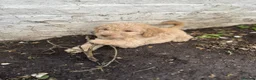Labradoodle dogs for sale: Labradoodles (F1B) in London W8. READY TO GO HOME - Advert 21