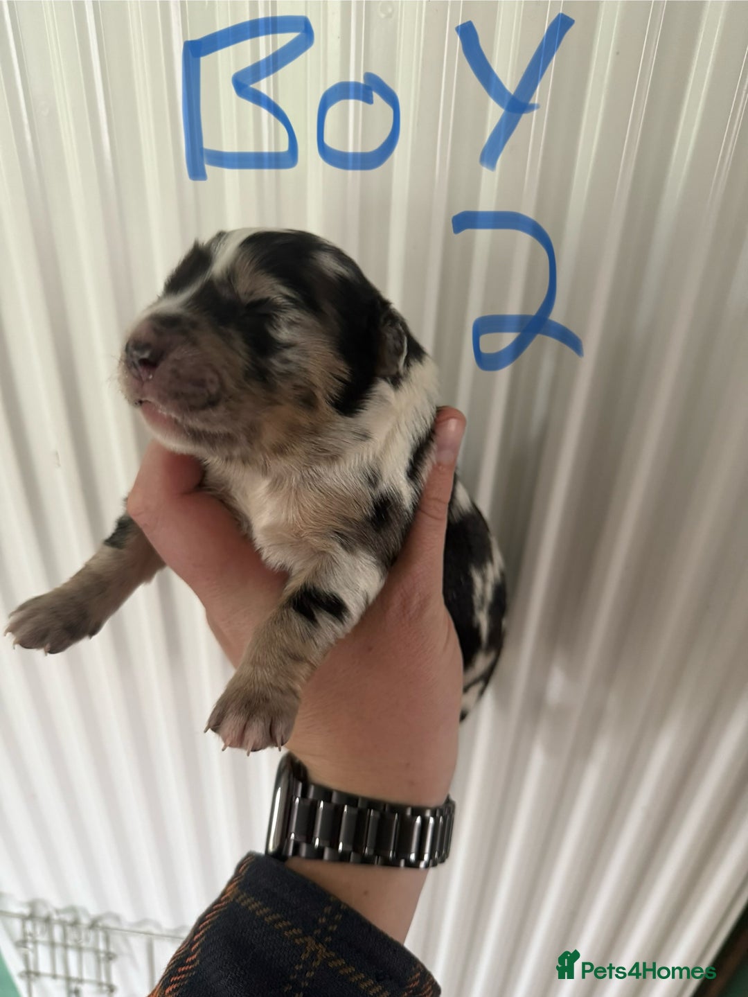 Mixed Breed dogs for sale: Blue merle and golden retriever puppies - Image 16