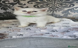 Ragdoll cats for sale: Lilac and blue tica ans Gccf registered ragdolls. - Image 26
