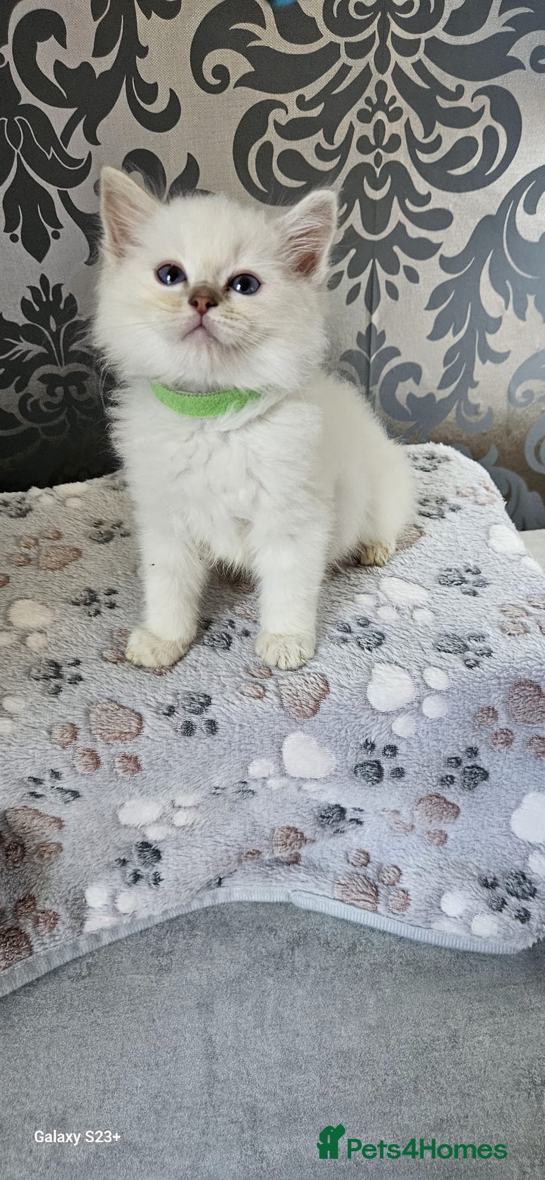 Ragdoll cats for sale: Lilac and blue tica ans Gccf registered ragdolls. - Image 26