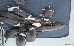 Whippet dogs for sale: Beautiful Blue whippet puppies  - Image 17