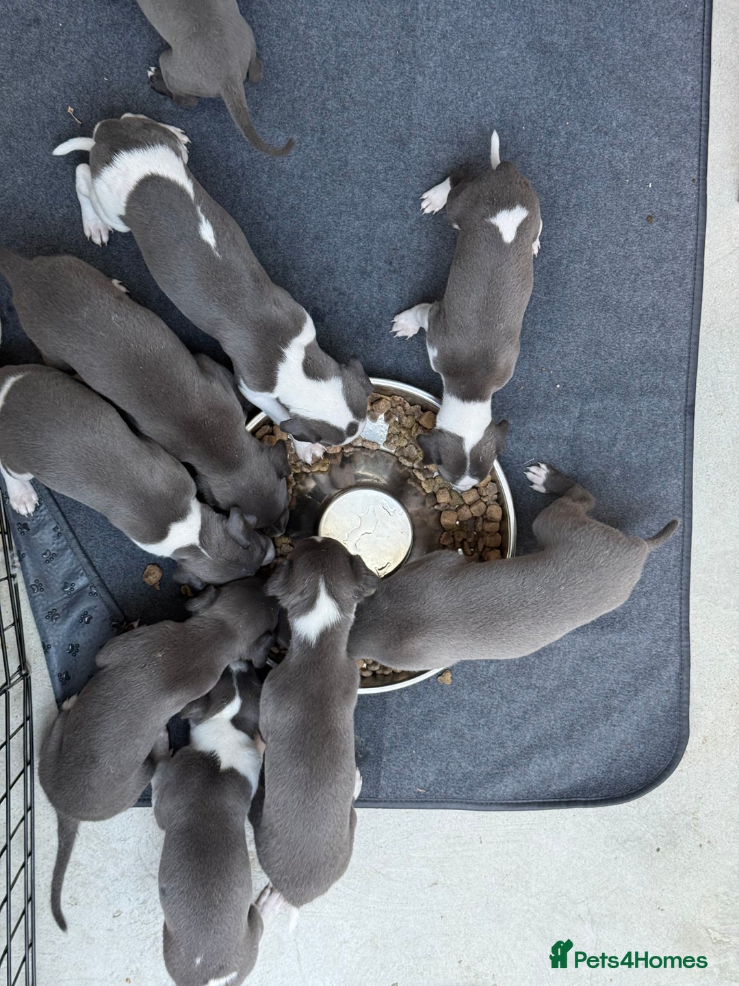Whippet dogs for sale: Beautiful Blue whippet puppies  - Image 17