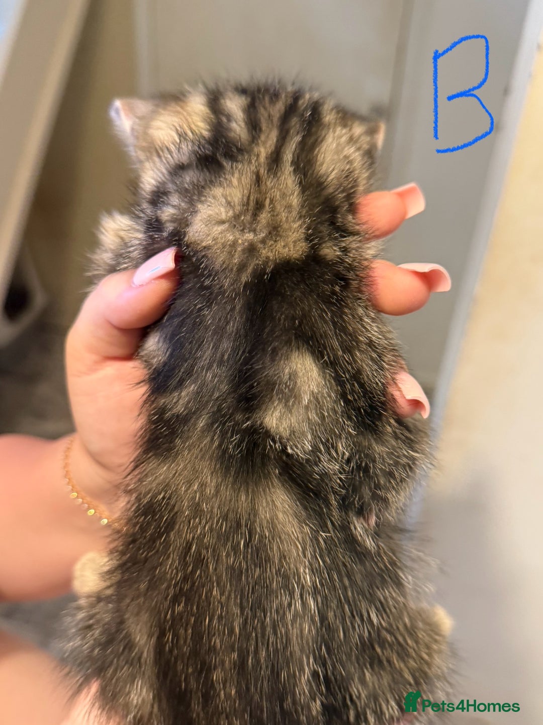 British Shorthair cats for sale: 5 kittens (3 female 2 male)  - Image 10