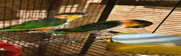 Parrots birds for sale: Head, black, Caiques parrot male & female in Leeds in Leeds - Advert 1