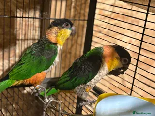 Parrots birds Head, black, Caiques parrot male & female in Leeds - Advert 1