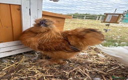 Chickens poultry for sale: Silkie cockerel for sale  - Image 2