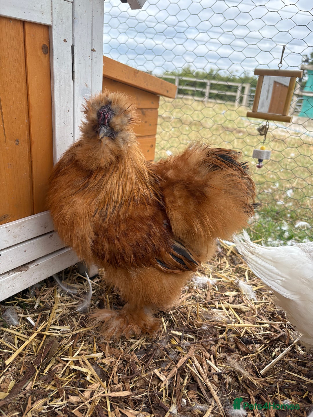 Chickens poultry for sale: Silkie cockerel for sale  - Image 2