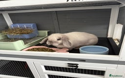 Mini Lop rabbits for sale: Beautiful Mini Lop Bunny - Image 2