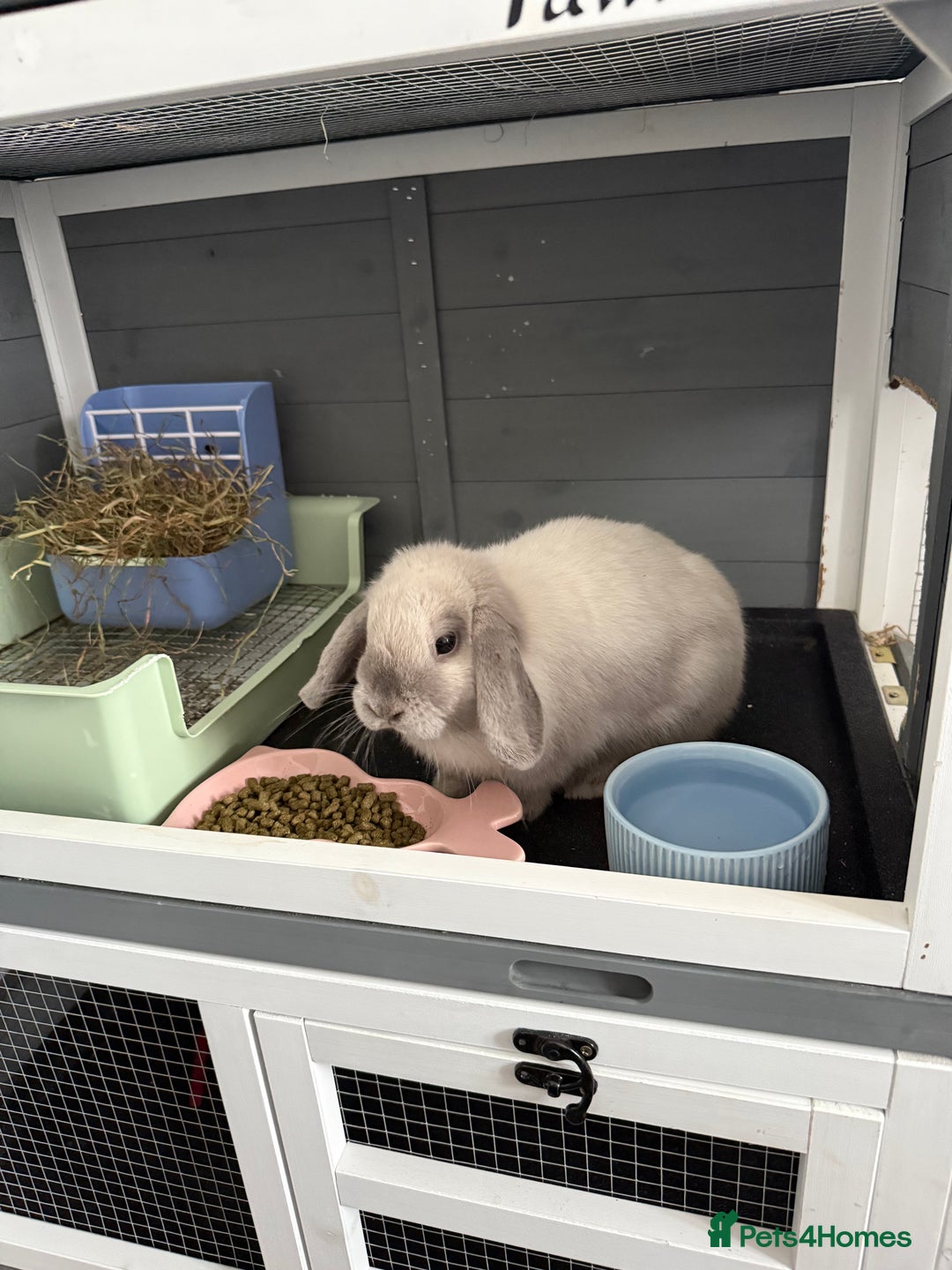Mini Lop rabbits for sale: Beautiful Mini Lop Bunny - Image 2