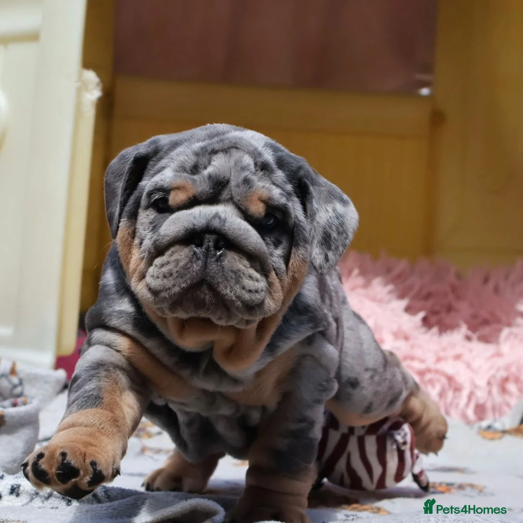 English Bulldog dogs for stud: Bugzy - Advert 10
