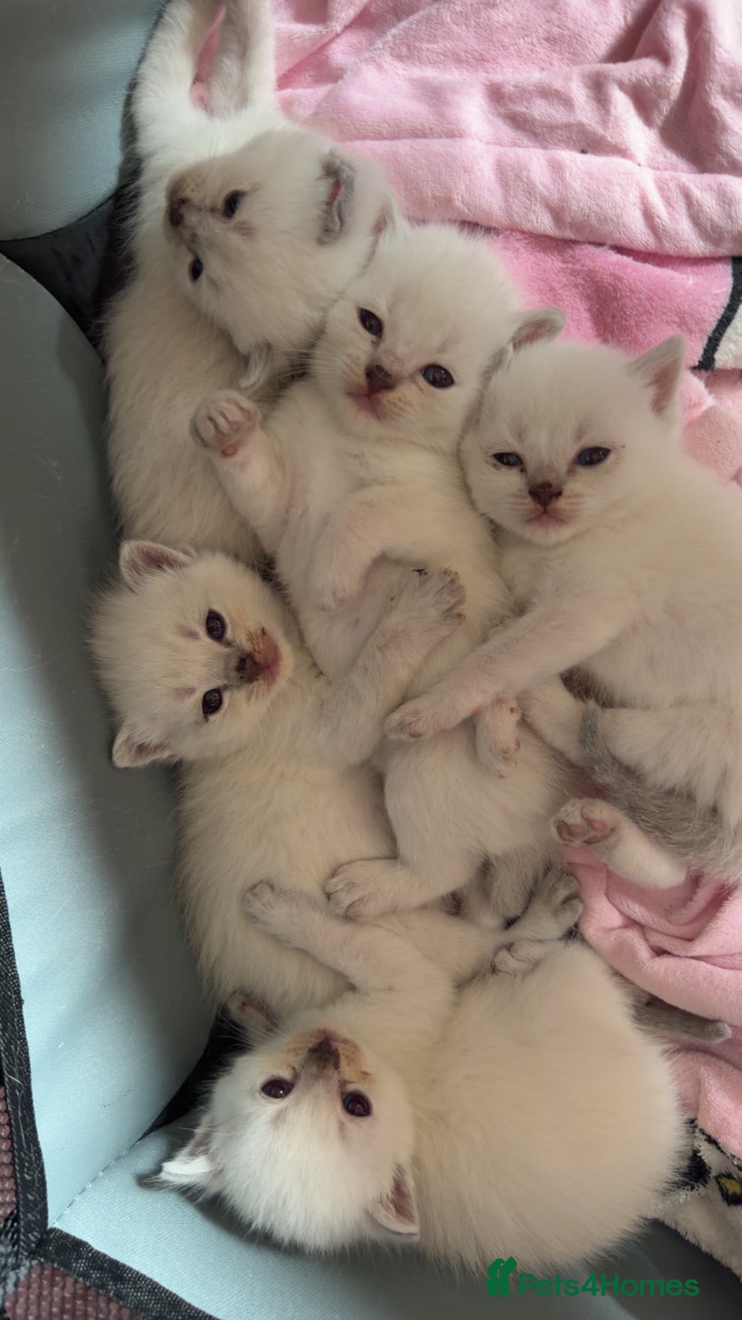 British Shorthair cats bsh kittens for sale  - Advert 20