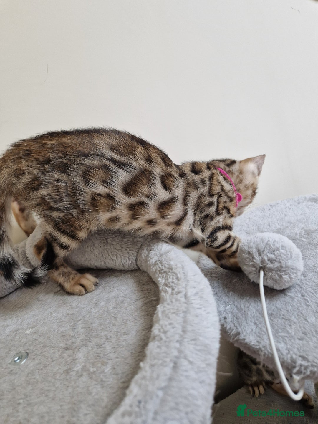 Bengal cats for sale: Pure Bred Male Bengal Kitten Available - Image 5
