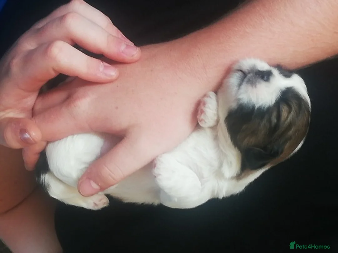 Shih Tzu dogs for stud: Male Full Shih Tzu in Nuneaton - Advert 4