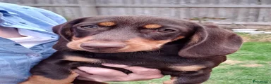 Miniature Dachshund 2