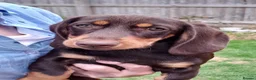 Miniature Dachshund dogs for sale: Miniature wire haired dachshunds - Advert 3