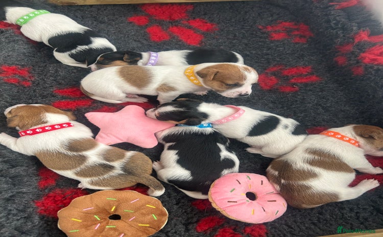 Jack Russell dogs - Advert 2