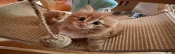Persian cats for sale: Persian cross Kittens looking for Loving Homes 🐾 - Advert 12