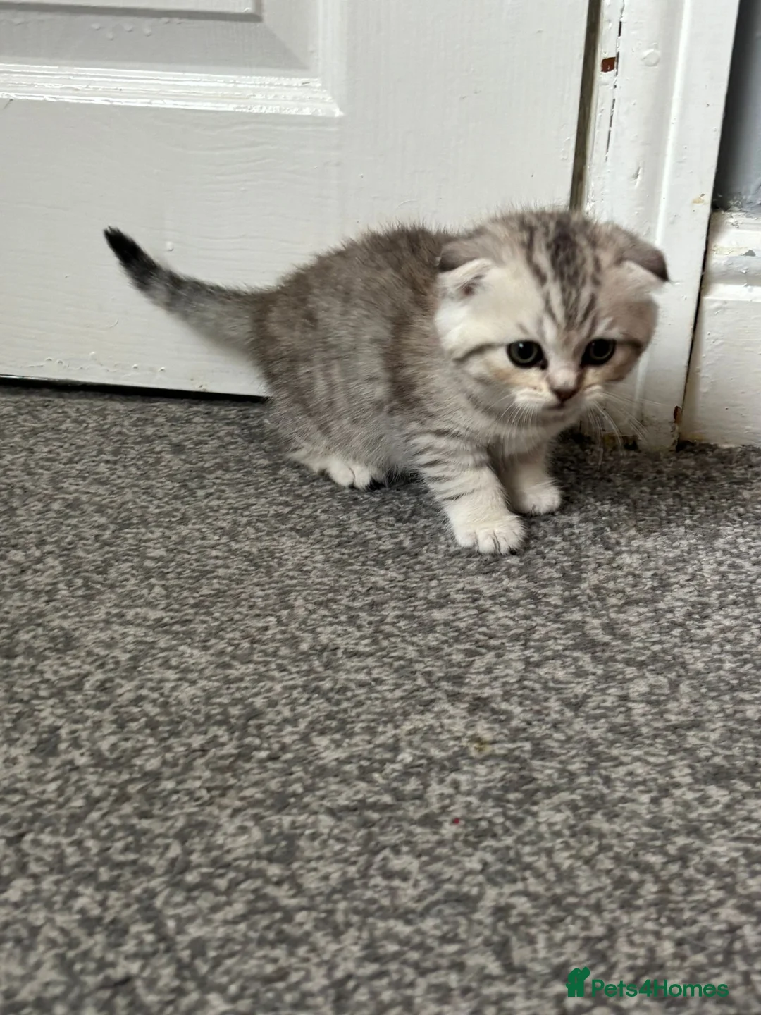 Scottish Fold cats for sale: Scottish Fold kittens - Advert 15