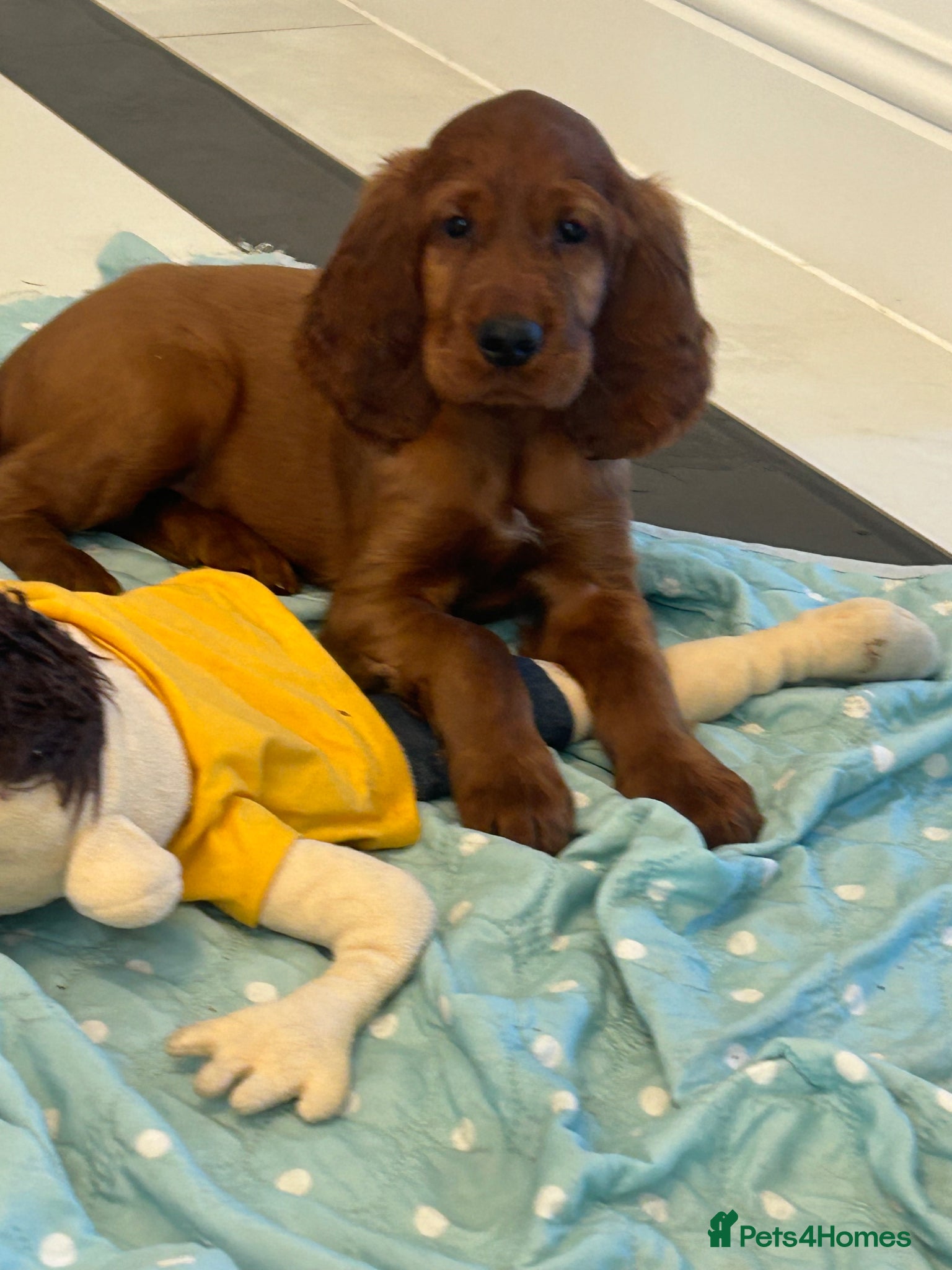 Irish Setter dogs Stunning little of Irish setters now available  - Advert 2