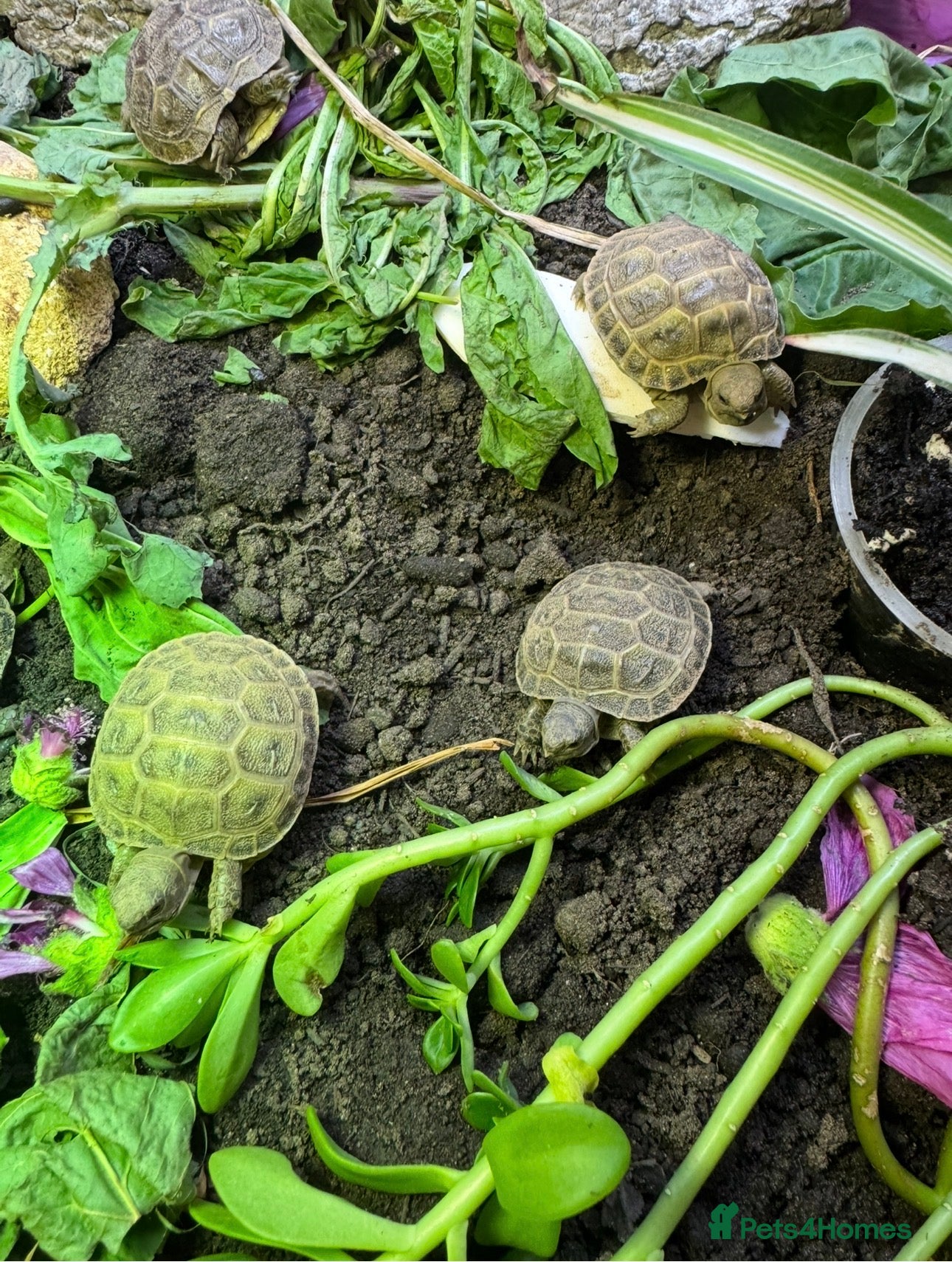 Tortoise reptiles Horsfield (Russian) tortoise hatchlings, for sale  - Advert 2