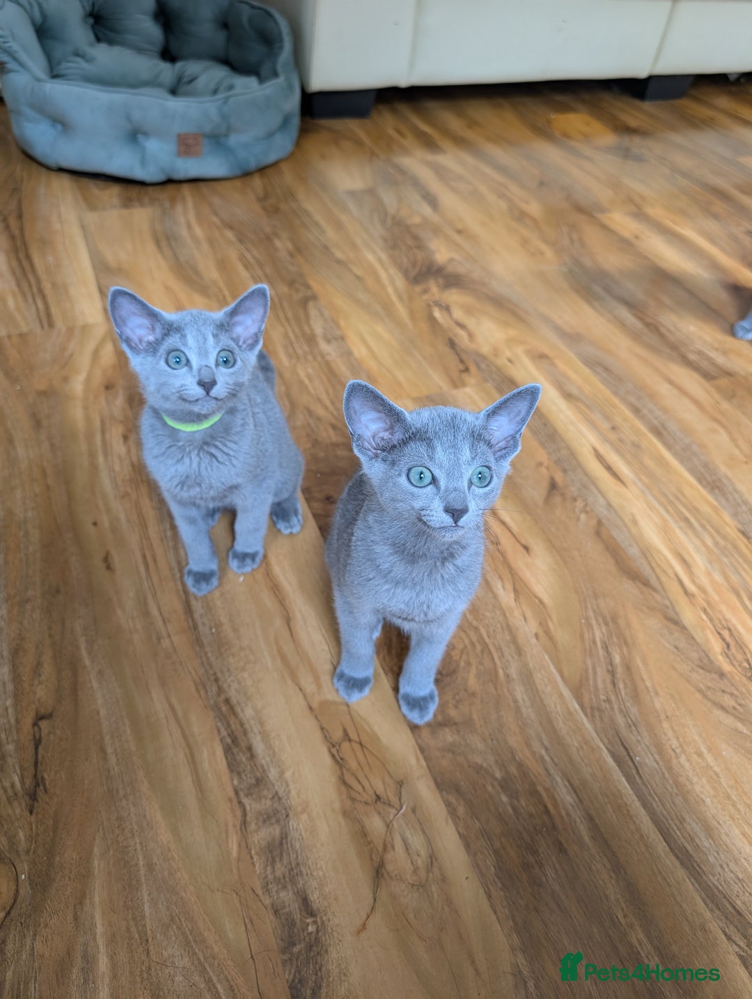 Russian Blue cats for sale: Stunning Russian Blue babies  in Huddersfield - Image 8