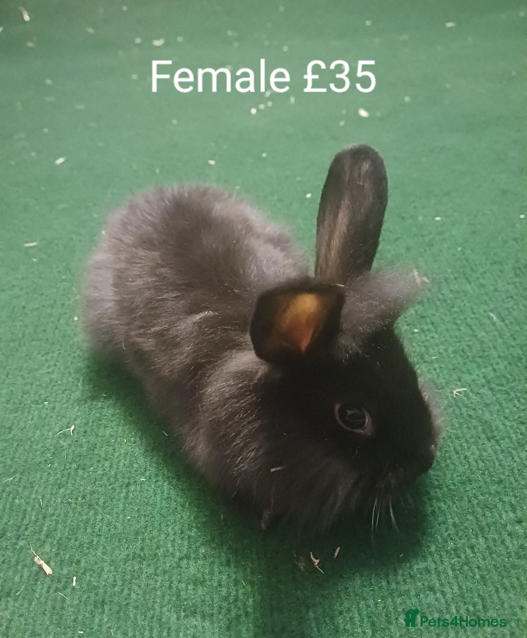 Lionhead rabbits for sale: 4 Cute Baby Lionhead X Mini Lop Rabbits - Image 4