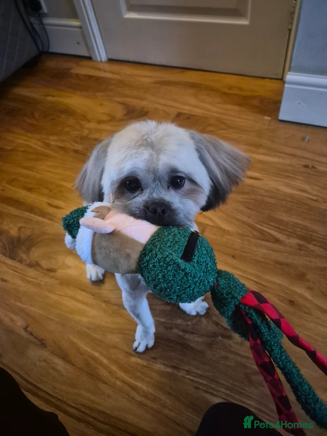 Shih Tzu dogs for sale: 8 month old shih tzu (teddy) - Advert 3