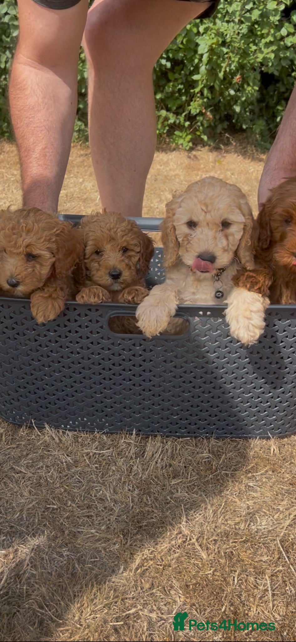 Cockapoo dogs Curly cockatoo ready now  - Advert 2