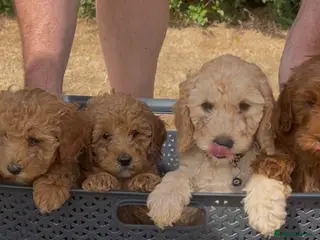 Cockapoo dogs Curly cockatoo ready now - Advert 2