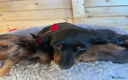 Mixed Breed dogs for sale: Dashound x jack Russell pups - Advert 8