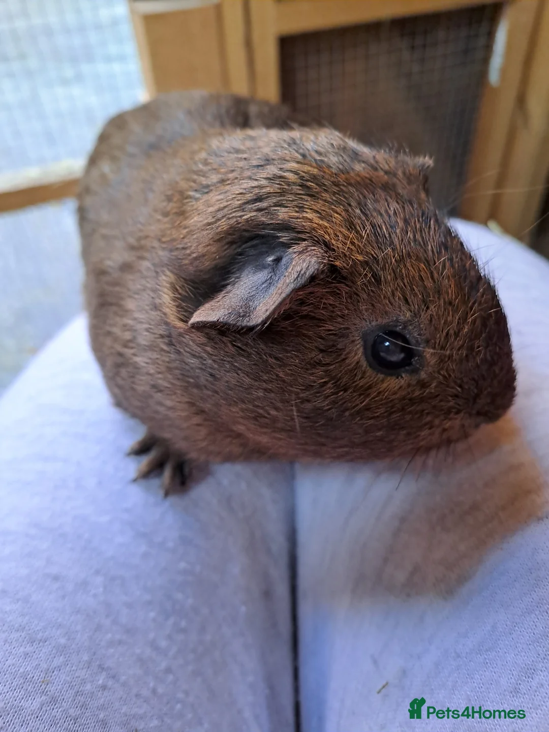 Guinea Pig rodents for sale: Baby guinea pig for sale 7 weeks old  - Advert 3