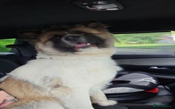 Akita dogs for sale: American akita  - Image 2