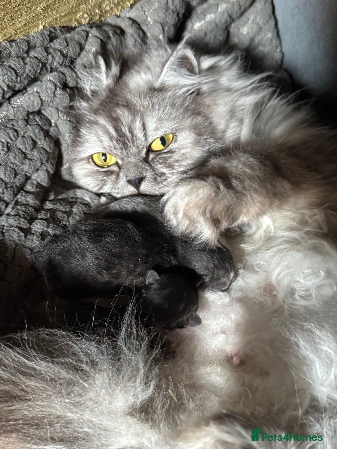 Persian cats for sale: Chinchilla Persians  - Advert 13