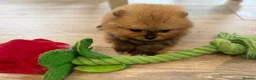 Pomeranian dogs for sale: Kc pomeranian puppies  - Advert 1