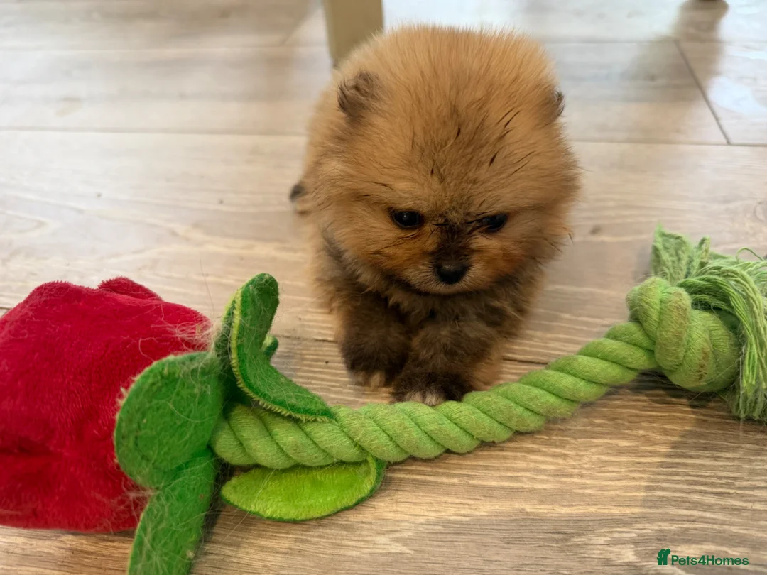 Pomeranian dogs for sale: Kc pomeranian puppies  - Advert 1