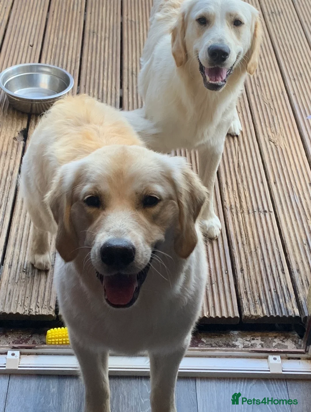 Goldendoodle dogs for sale: GOLDENDOODLES  - Advert 4