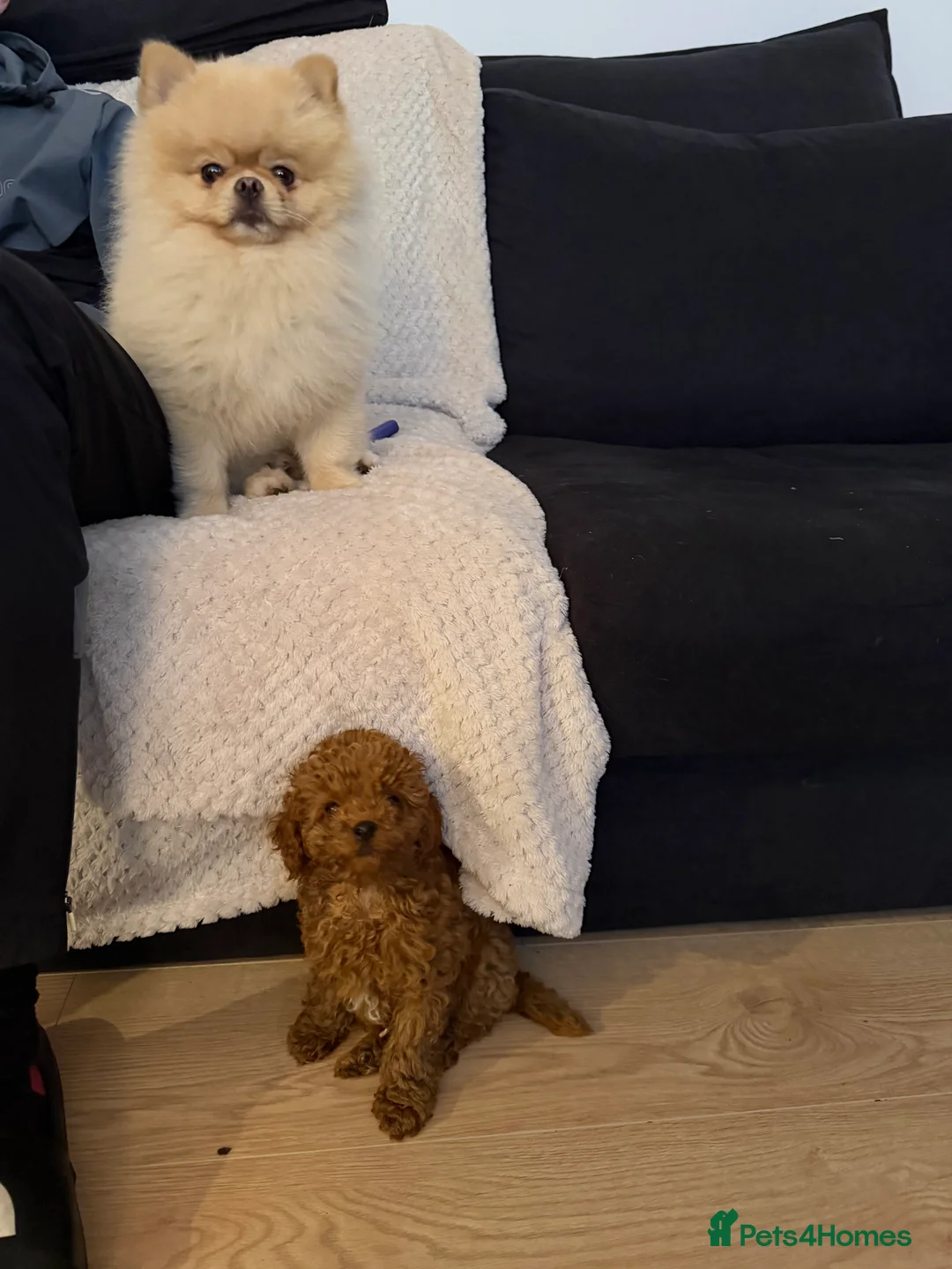 Cockapoo dogs for sale: Cockapoo puppie  - Advert 3