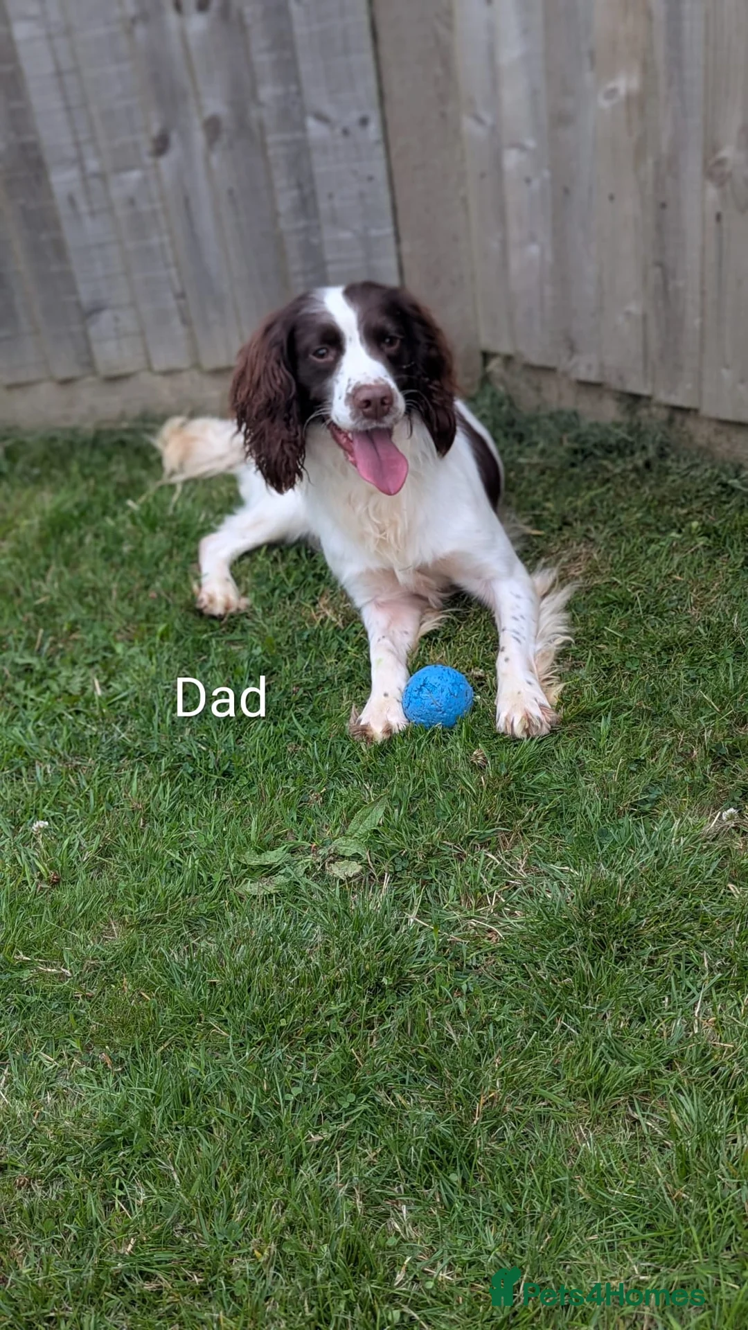 Sprocker dogs for sale: ALL SOLD -Sprocker Puppies - Advert 40