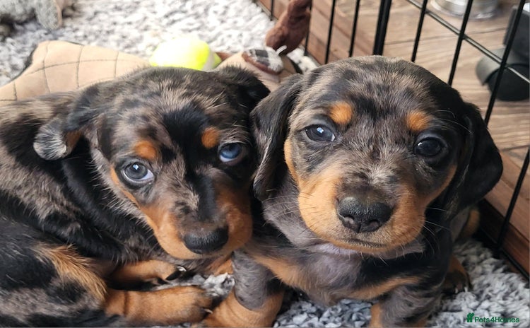 Miniature Dachshund dogs - Advert 14