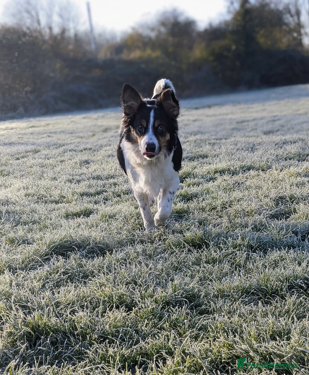 Border Collie dogs for sale: Experienced forever home only  - Advert 20