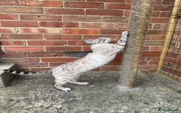 Bengal cats for sale: Snow Bengal looking for home. Female 3YR Rella - Advert 5