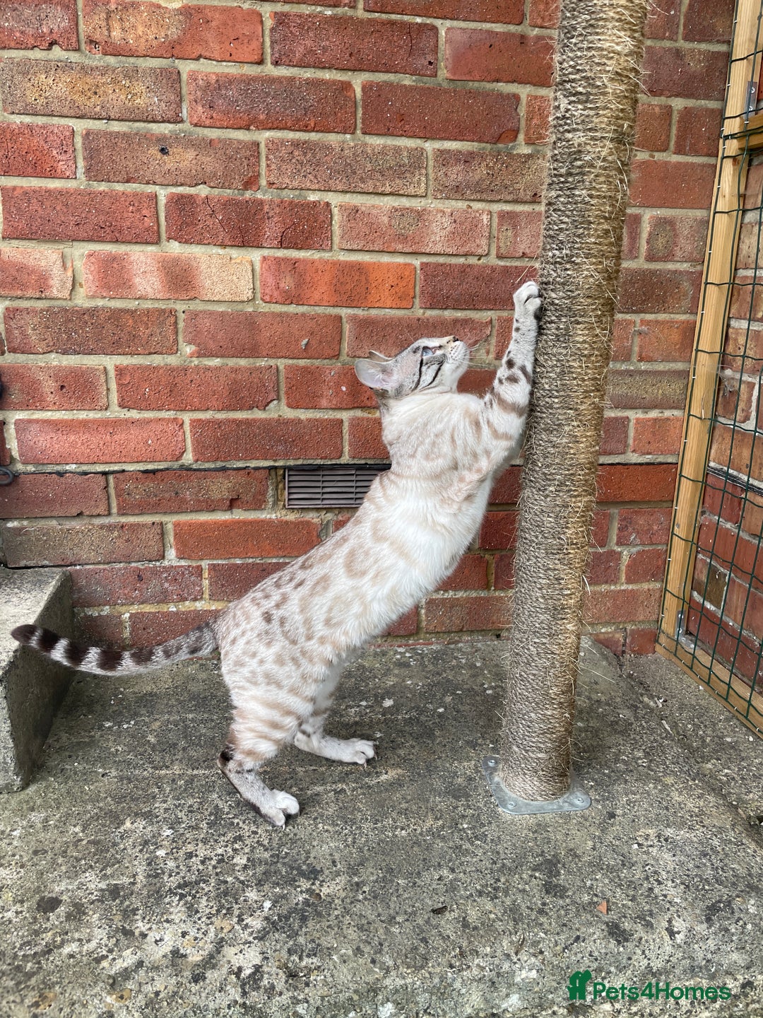 Bengal cats for sale: Snow Bengal looking for home. Female 3YR Rella - Advert 5