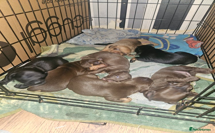 Mixed Breed dogs - Advert 1