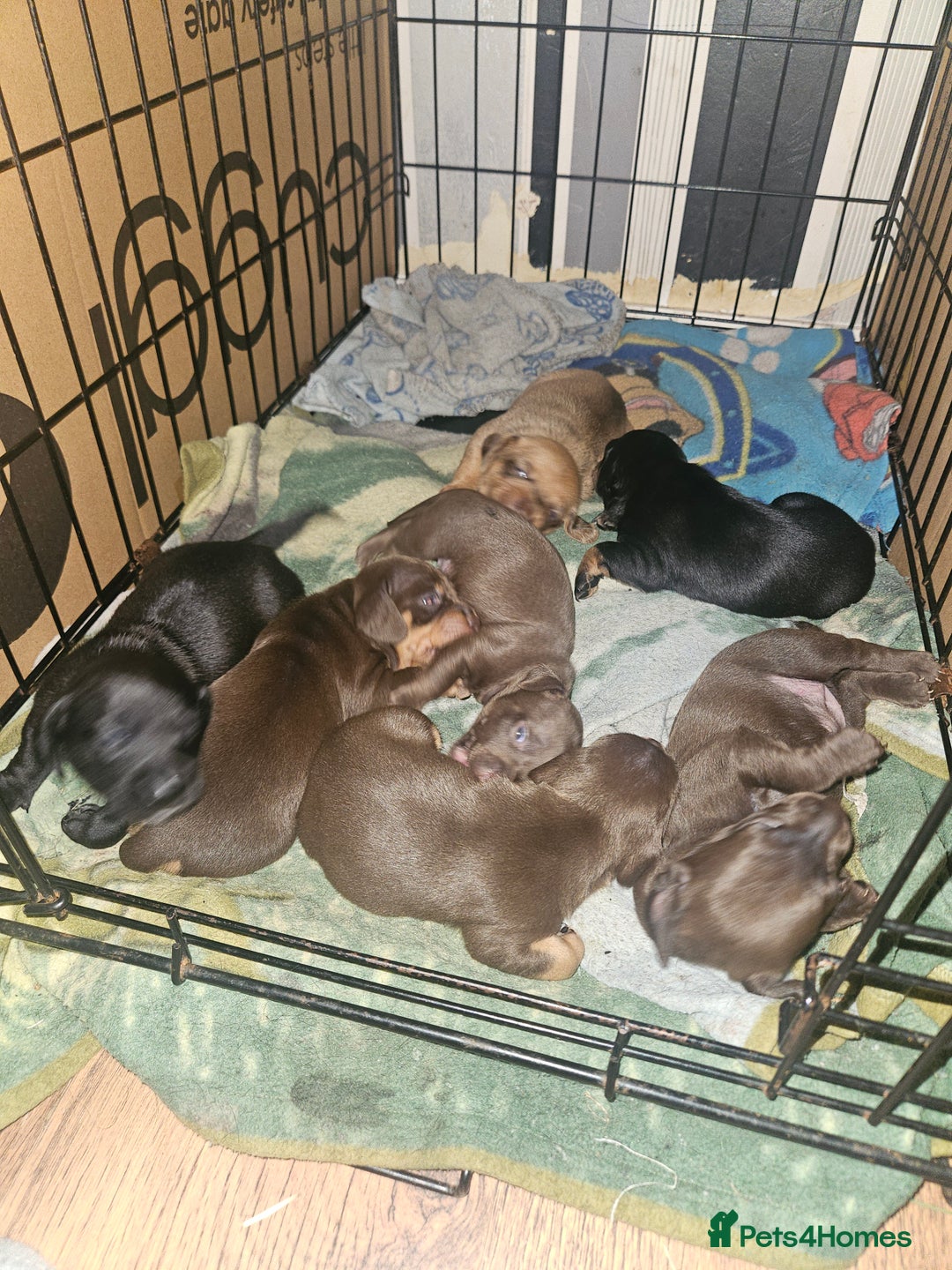 Mixed Breed dogs for sale: Pug x miniature dachshund  - Image 1