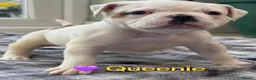 American Bulldog dogs for sale: Beautiful Johnson Type American Bulldog Puppies - Advert 8