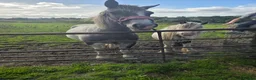 Other Breed horses for sale: 2 year old mare  - Advert 4